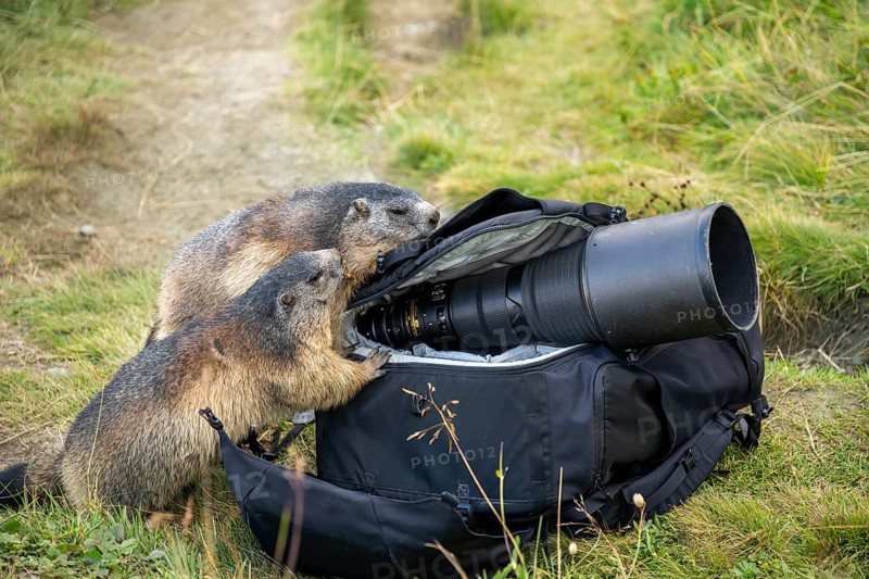 Alpine marmot (Marmota marmota) in autumn, curiously looking into a camera backpack, a nature photographer's telephoto lens lying loosely on it, Grossglockner, High Tauern National Park, Austria