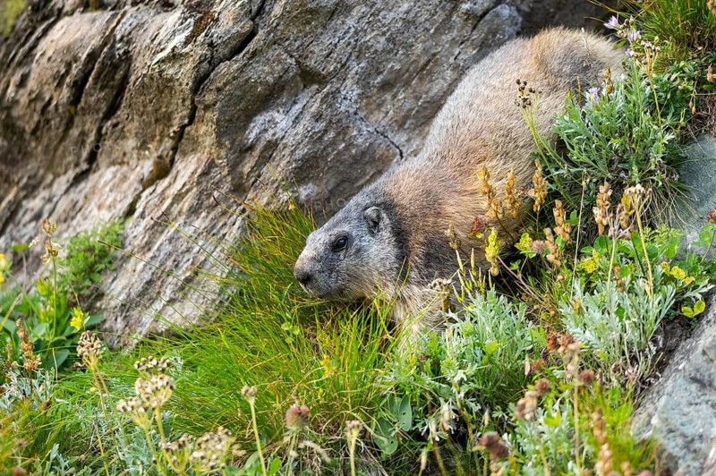 Alpine marmot (Marmota marmota) in autumn, Grossglockner, High Tauern National Park, Austria