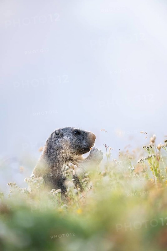Alpine marmot (Marmota marmota) in autumn, Grossglockner, High Tauern National Park, Austria
