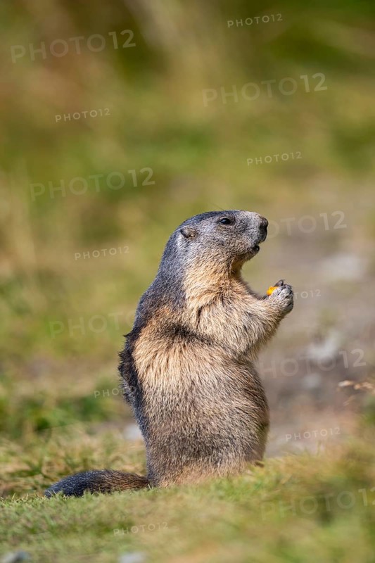 Alpine marmot (Marmota marmota) in autumn, Grossglockner, High Tauern National Park, Austria