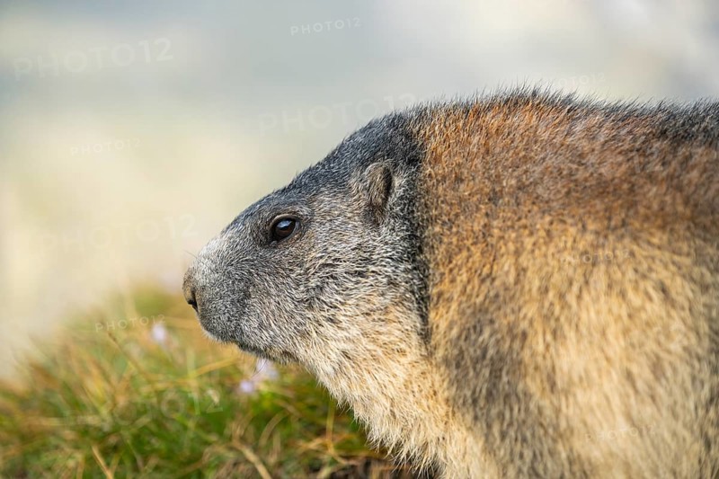 Alpine marmot (Marmota marmota) in autumn, Grossglockner, High Tauern National Park, Austria