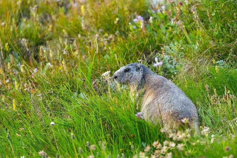 Alpine marmot (Marmota marmota) in autumn, Grossglockner, High Tauern National Park, Austria