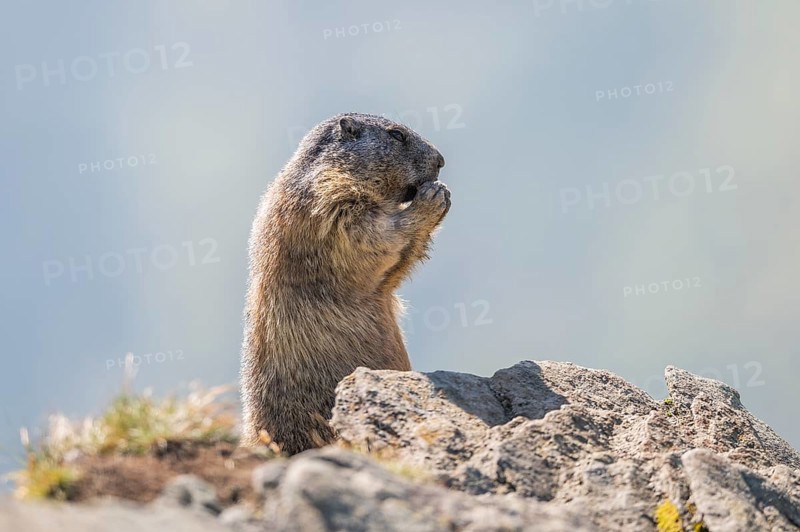 Alpine marmot (Marmota marmota) in autumn, Grossglockner, High Tauern National Park, Austria