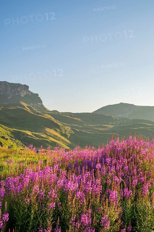 Fireweed (Chamaenerion angustifolium) blooming at sunrise in the Mountains at Hochalpenstraße, view from Fuscher Lacke, Pinzgau, Salzburg, Austria