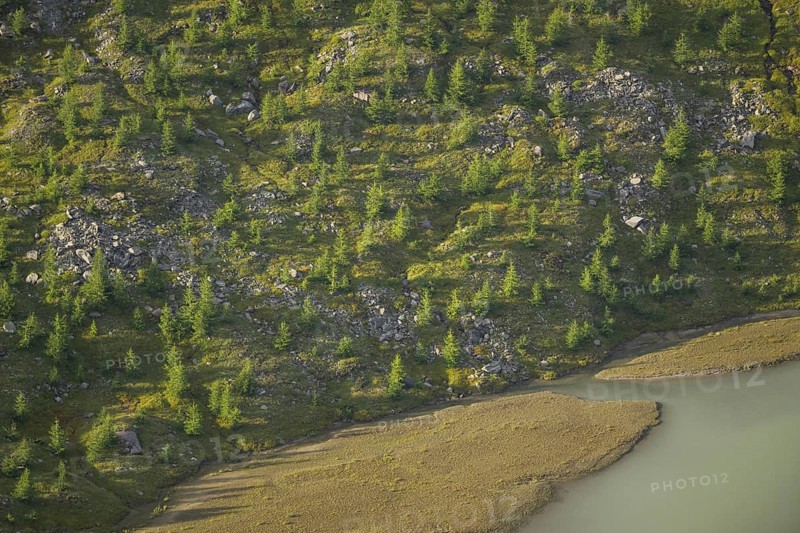 Close-up of trees growing next to Pasterze Hochalpengletscher, Hochalpenstraße, Pinzgau, Salzburg, Austria