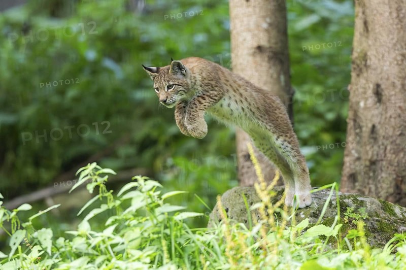 Eurasian lynx (Lynx lynx) youngster jumping in the air, hunting, Austria