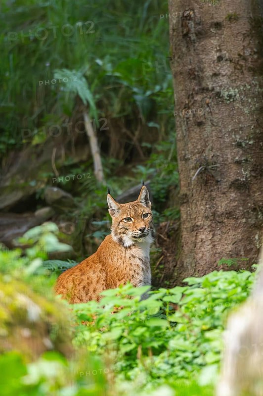 Eurasian lynx (Lynx lynx) in a forest, Austria