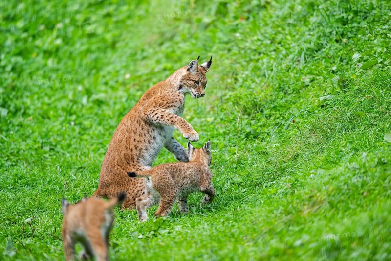 Eurasian lynx (Lynx lynx) youngster on a meadow, Bavaria, Germany