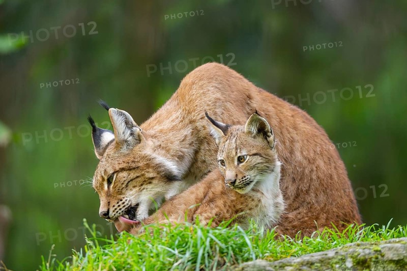 Eurasian lynx (Lynx lynx) mother with her youngster, Austria