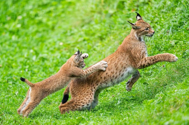 Eurasian lynx (Lynx lynx) youngster on a meadow, Bavaria, Germany
