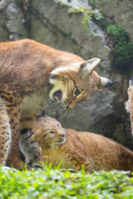 Eurasian lynx (Lynx lynx) mother with her youngster, Austria