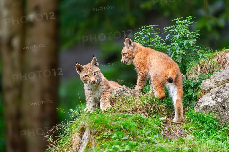 Eurasian lynx (Lynx lynx) youngsters on a rock, Austria