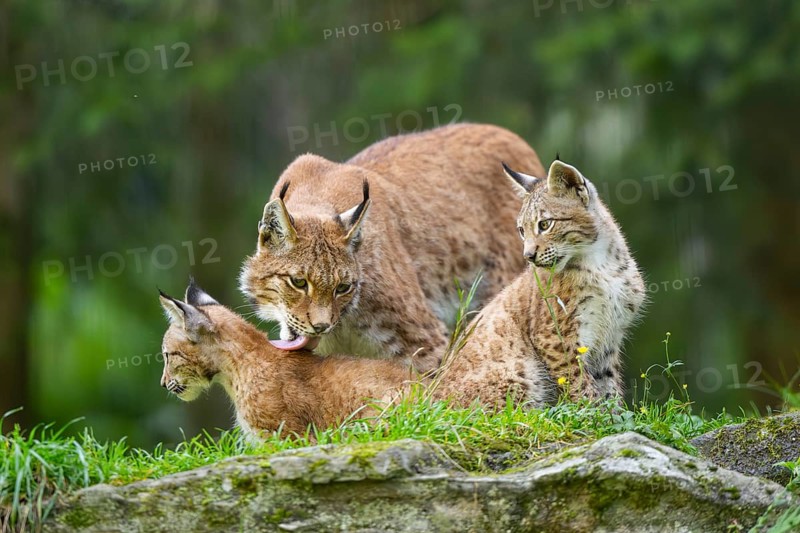Eurasian lynx (Lynx lynx) mother with her youngsters, Austria