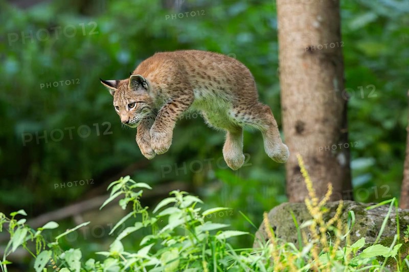 Eurasian lynx (Lynx lynx) youngster jumping in the air, hunting, Austria