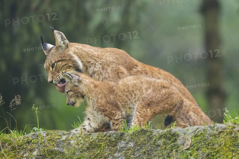 Eurasian lynx (Lynx lynx) mother with her youngster, Austria