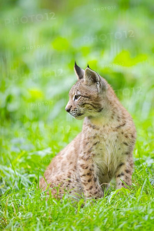 Eurasian lynx (Lynx lynx) youngster on a meadow, Bavaria, Germany
