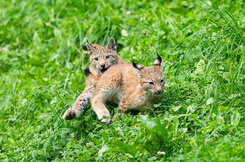Eurasian lynx (Lynx lynx) youngsters playing on a meadow, Bavaria, Germany