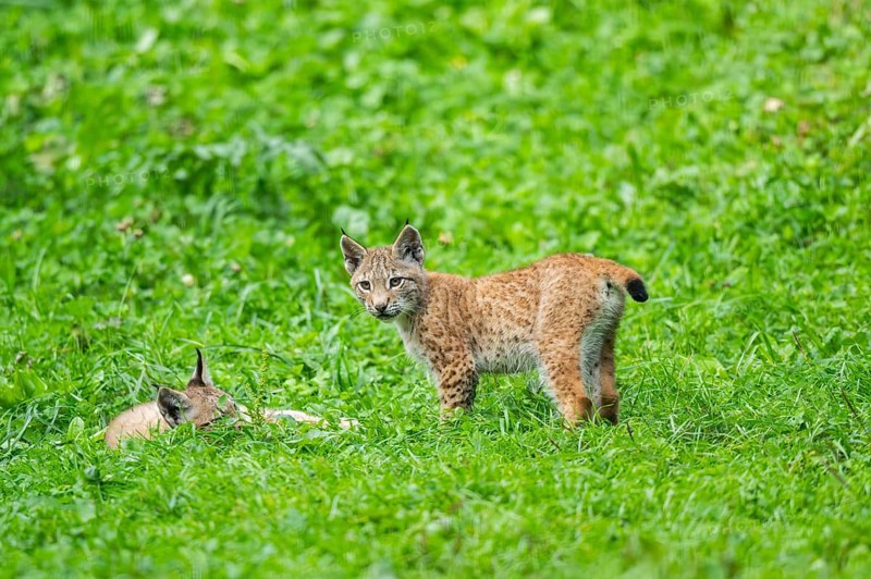Eurasian lynx (Lynx lynx) youngster on a meadow, Bavaria, Germany