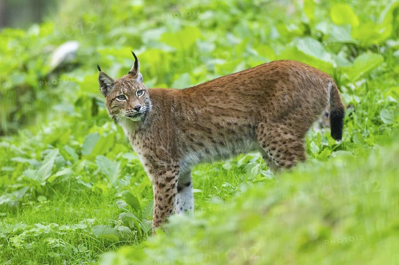 Eurasian lynx (Lynx lynx) on a meadow, Austria