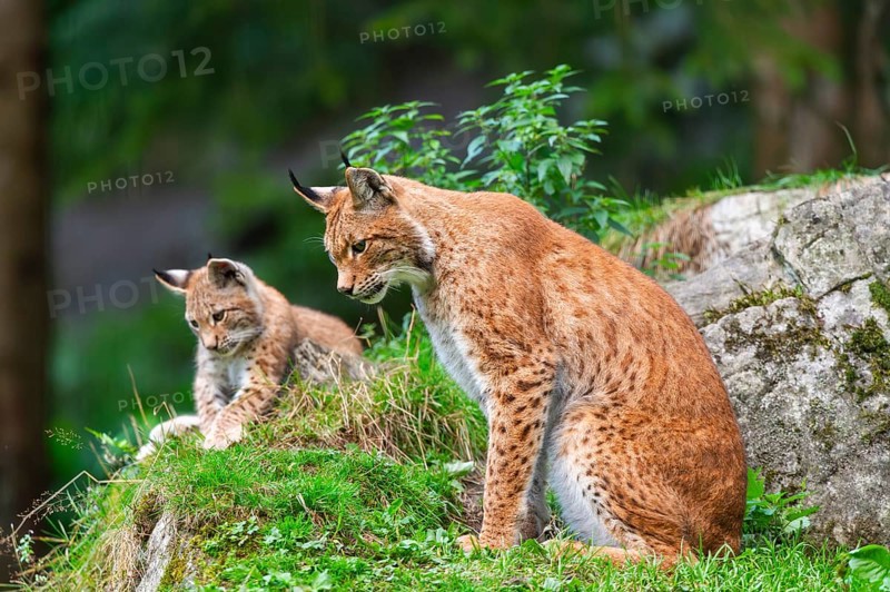 Eurasian lynx (Lynx lynx) mother with her youngster, Austria