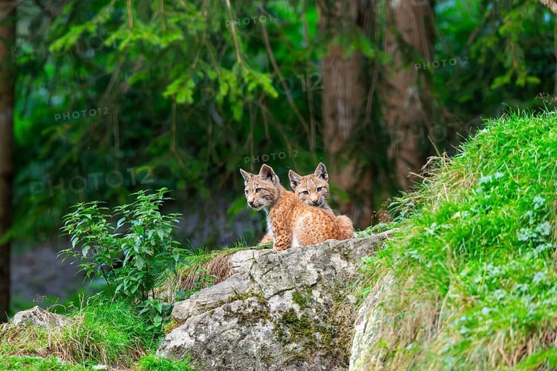 Eurasian lynx (Lynx lynx) youngsters on a rock, Austria