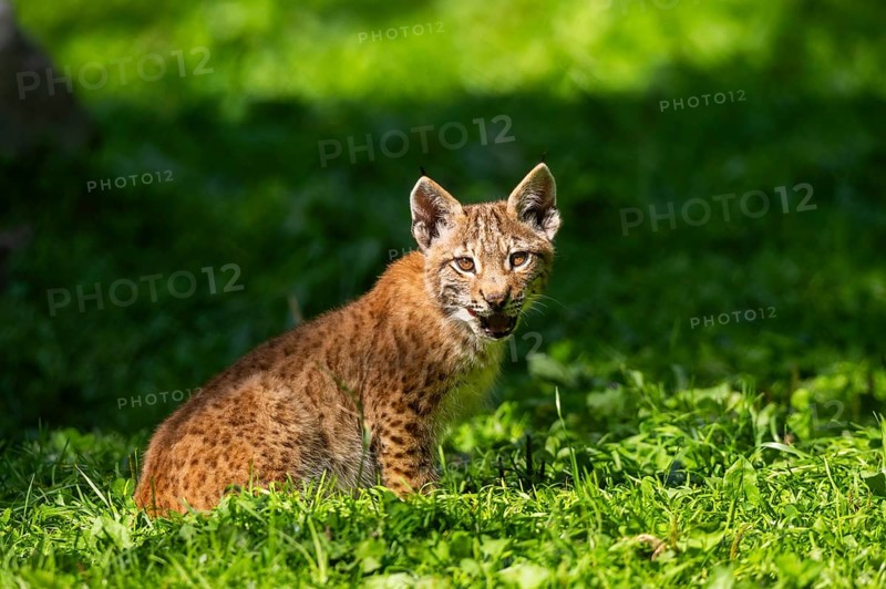 Eurasian lynx (Lynx lynx) youngster on a meadow, Bavaria, Germany