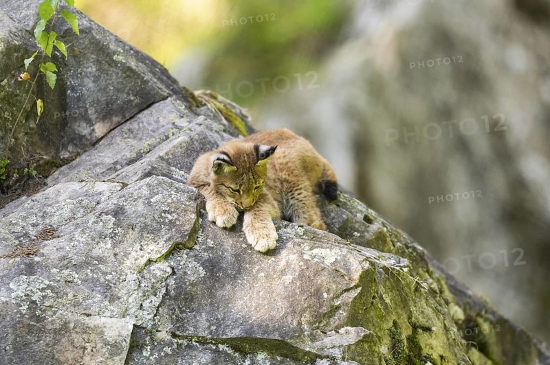 Eurasian lynx (Lynx lynx) youngster climbing on a rock, Bavaria, Germany