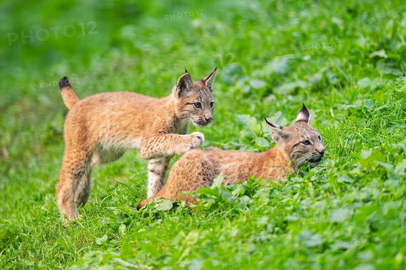 Eurasian lynx (Lynx lynx) youngsters on a meadow, Bavaria, Germany