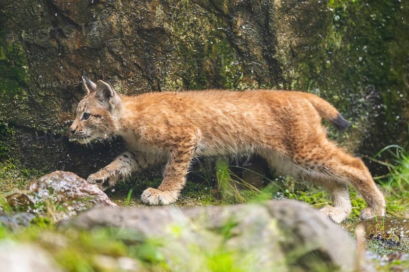 Eurasian lynx (Lynx lynx) youngster on a rock, Austria