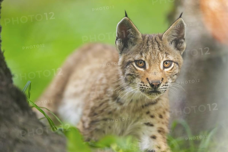 Eurasian lynx (Lynx lynx) youngster, portrait, Bavaria, Germany