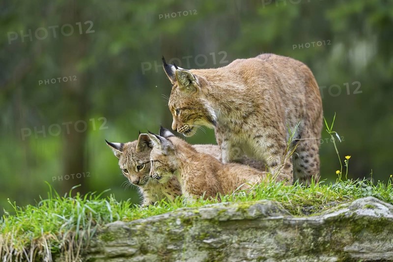 Eurasian lynx (Lynx lynx) mother with her youngsters, Austria
