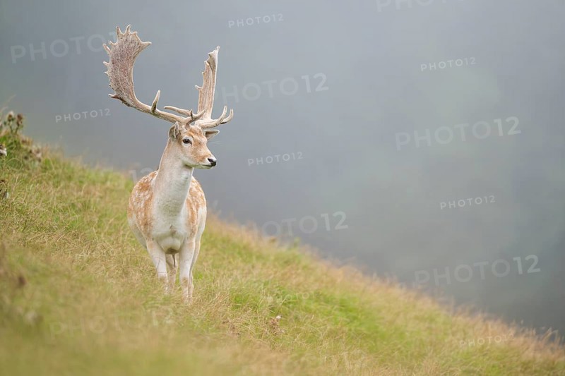 European fallow deer (Dama dama) stag on a meadow, tirol, Kitzbühel, Wildpark Aurach, Austria