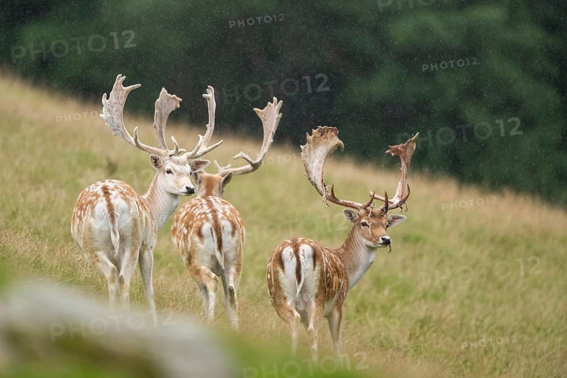 European fallow deer (Dama dama) stags on a meadow, tirol, Kitzbühel, Wildpark Aurach, Austria