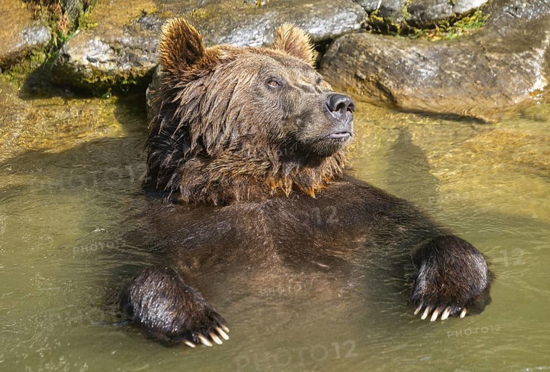 Eurasian brown bear (Ursus arctos arctos) in the water, Austria