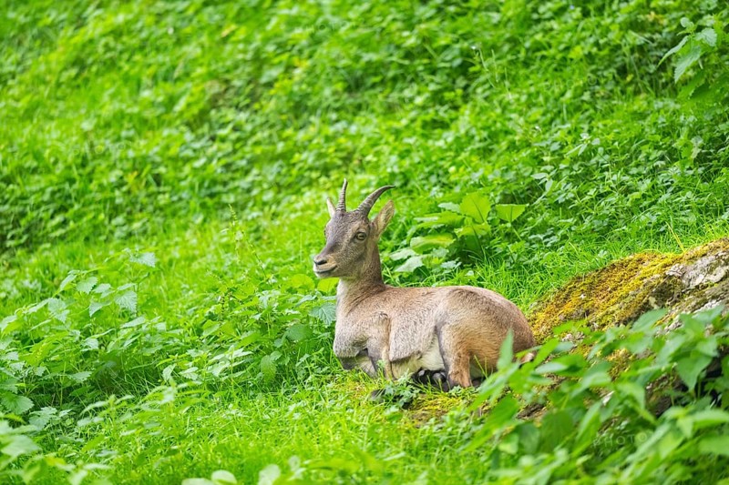 Alpine ibex (Capra ibex) female lying on a meadow, Austria