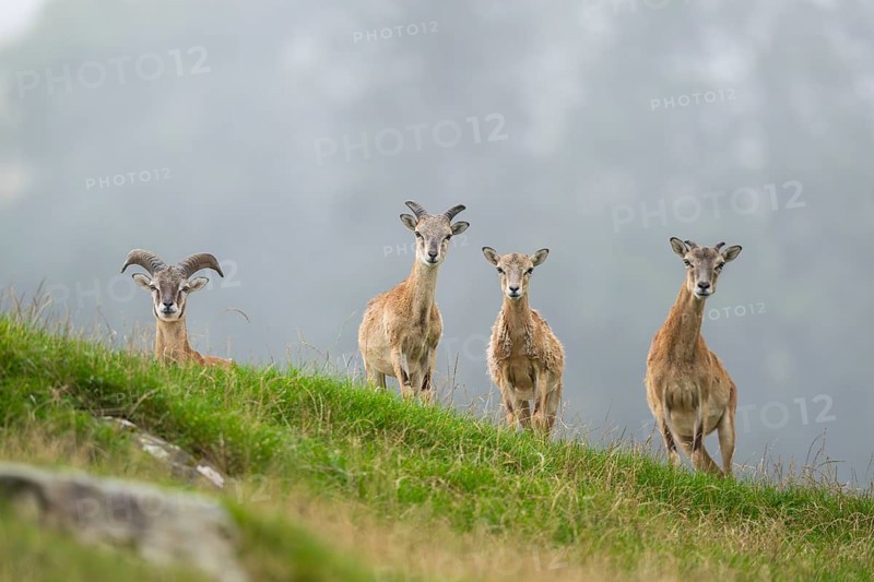 European mouflon (Ovis aries musimon) standing on a meadow, tirol, Kitzbühel, Wildpark Aurach, Austria