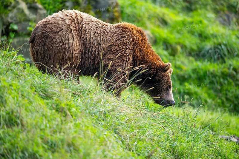 Eurasian brown bear (Ursus arctos arctos) on a meadow, Austria