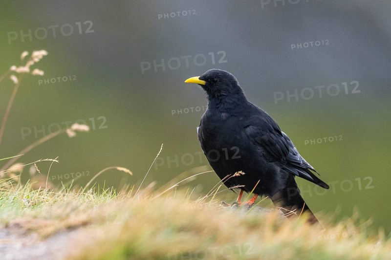 Yellow-billed chough (Pyrrhocorax graculus) in the mountains at Hochalpenstraße, Pinzgau, Salzburg, Austria