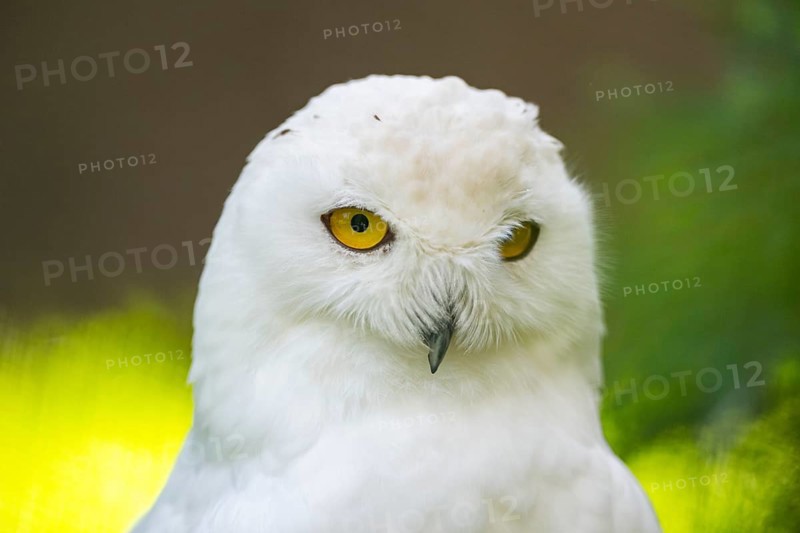 Snowy owl (Bubo scandiacus), portrait, Bavaria, Germany