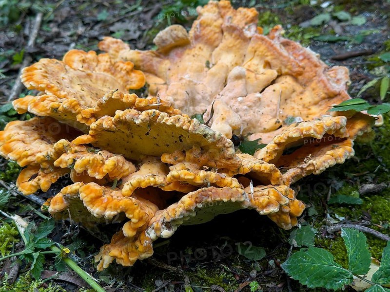 Tree sponge (Fomitopsidaceae)