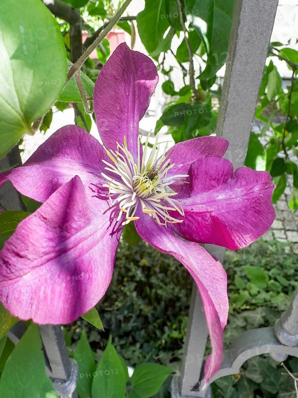 Clematis viticella, Blue clematis, Small-flowered clematis (Clematis viticella)