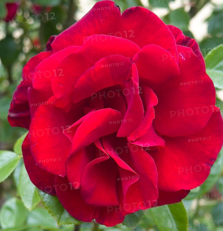 Red rose, hybrid rose (Rosa hybrida)