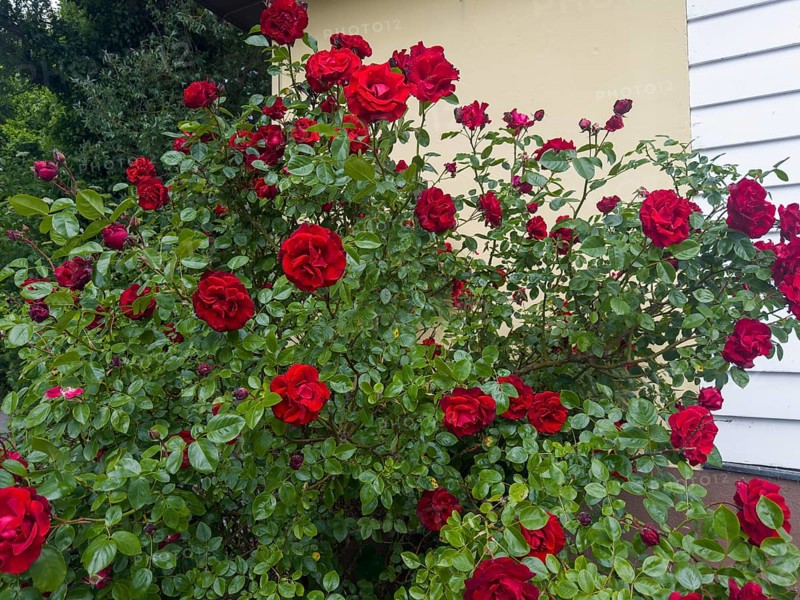 Rose bush, red roses, hybrid rose (Rosa hybrida)