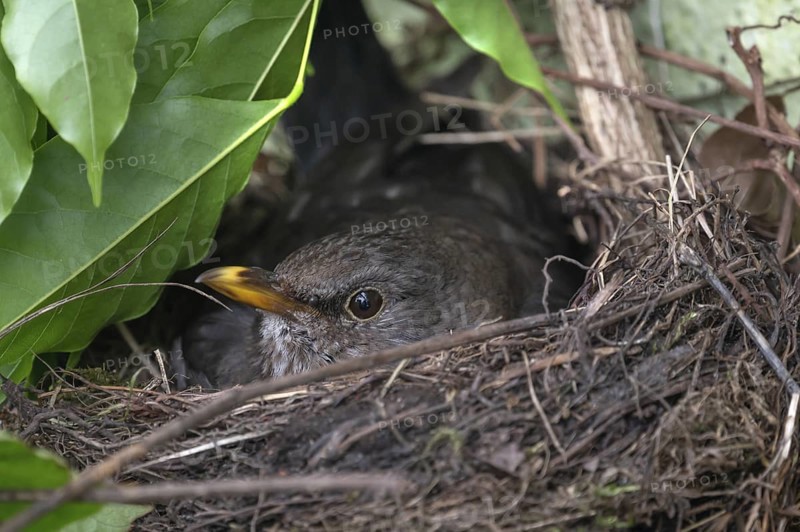 Blackbird (Turdus merula) brooding in its nest, Bavaria, Germany