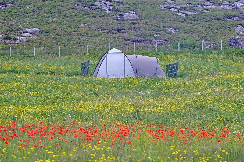 A tent stands in the middle of a colourful flower meadow, surrounded by mountains in summery nature, the Isle of Flowers, Isle of Barra, Hebrides, Scotland, Great Britain