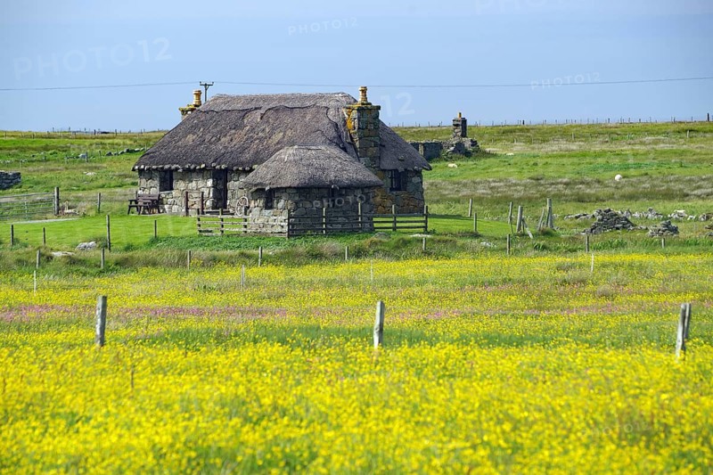 Stone thatched cottage surrounded by a flowering yellow field and green meadow in a rural setting, Black houses, South Uist, Hebrides, Scotland, United Kingdom