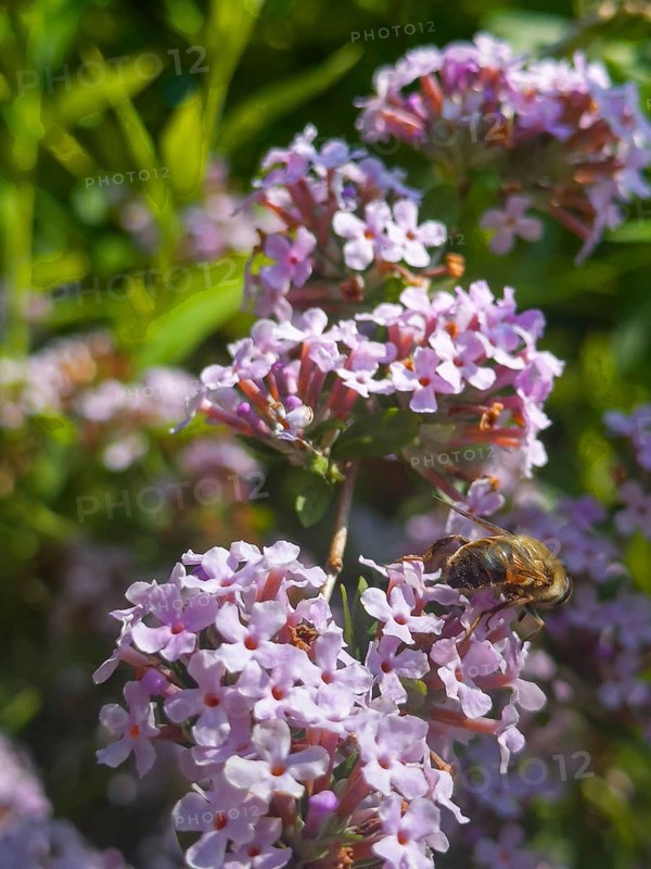 Narrow-leaved summer lilac, narrow-leaved butterfly bush (Buddleja alternifolia), drone sitting on flower