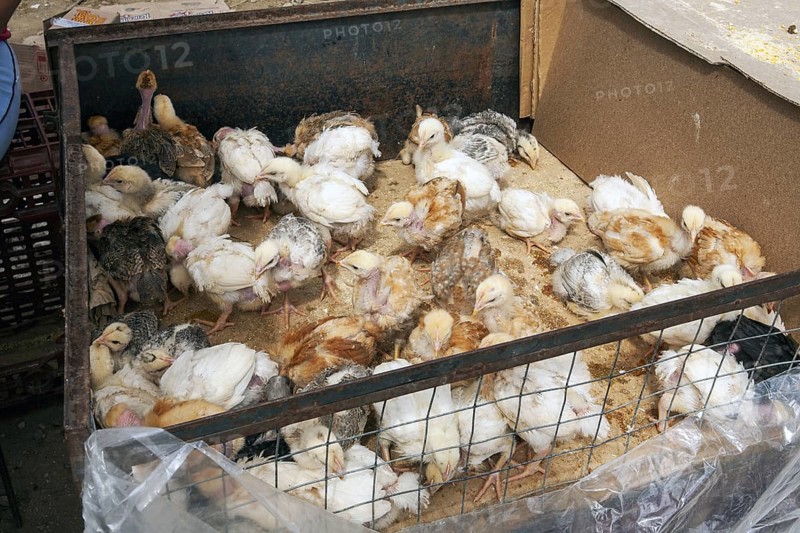 Animal market, Poultry in a trailer, City of Otavalo, Imbabura province, Ecuador