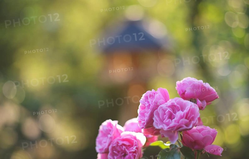 Roses (Rosa), pink, pink, in front of bird house, garden, Stuttgart, Baden-Württemberg, Germany