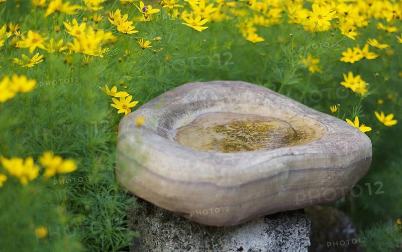 Water in bird bath, bird basin, water basin, coreopsis garden, Stuttgart, Baden-Württemberg, Germany